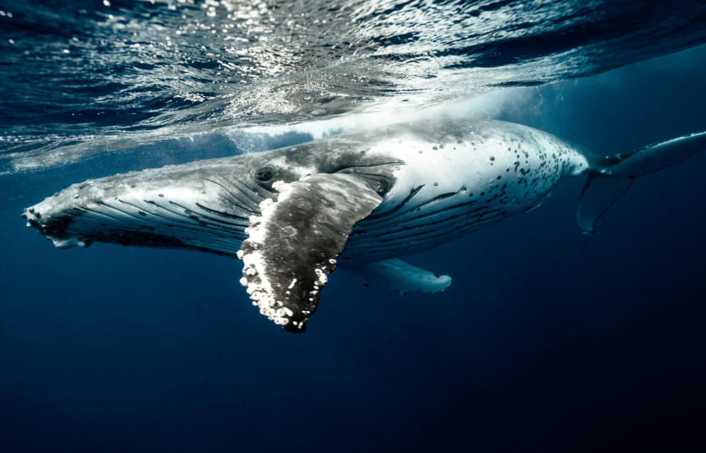 Humpback Whale Underwater