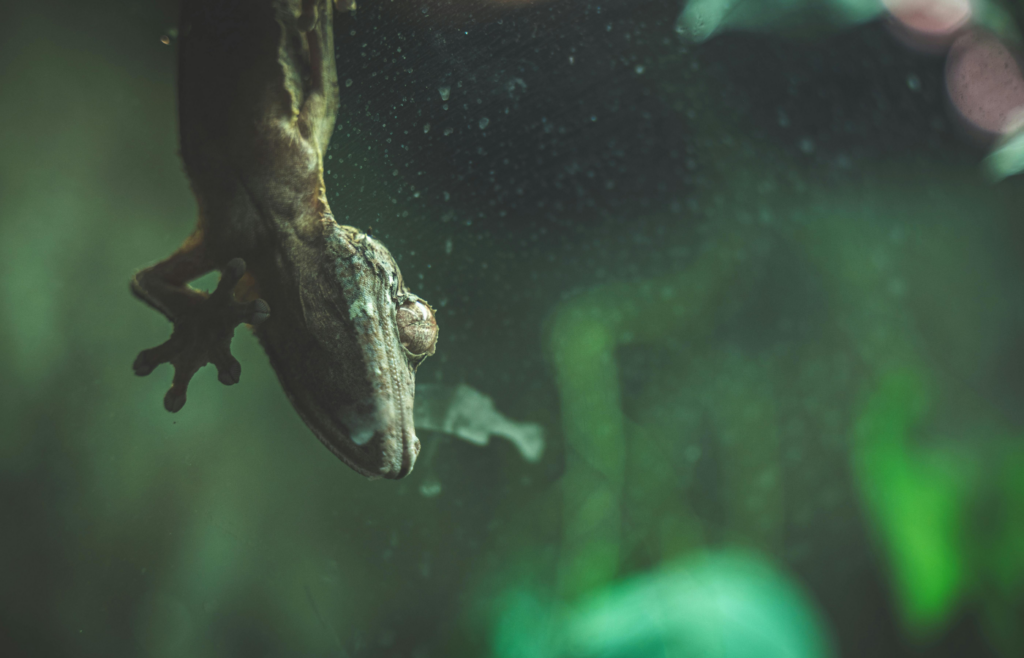 A Lizard on a Window