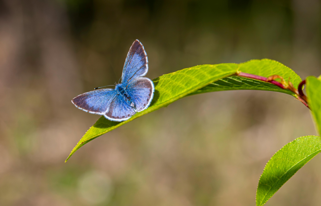 Palos Verdes Blue Butterfly