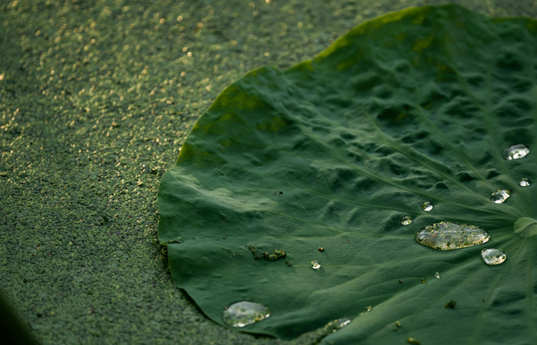 Green Lotus Leave with Dew, and Duckweed