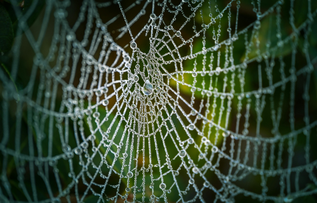Dew-Covered Spider Web in Natural Setting
