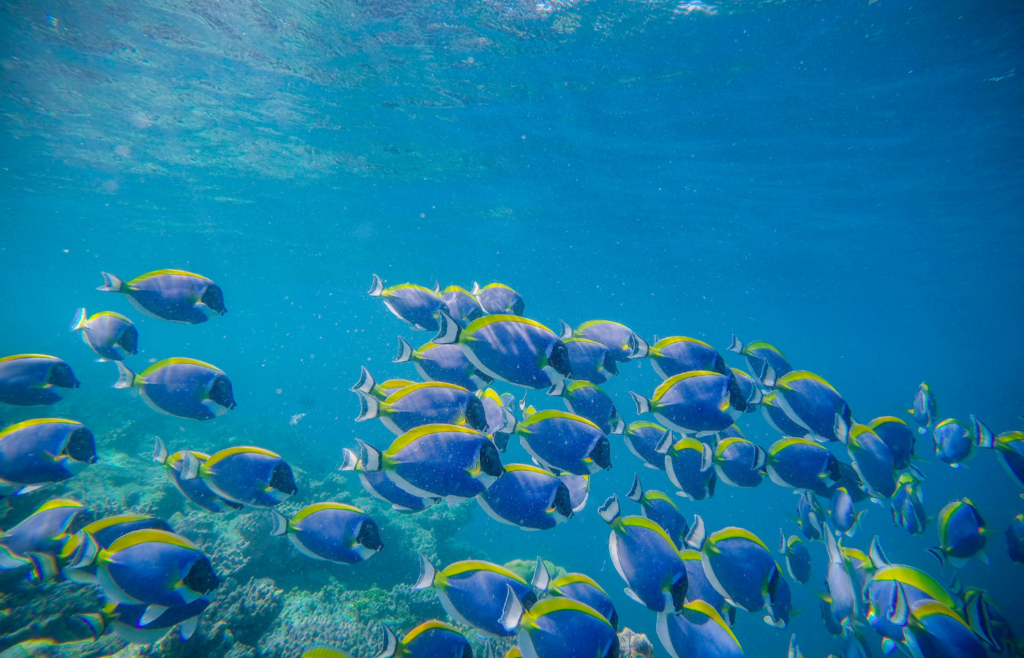 Colorful surgeonfishes in coral reef in sea